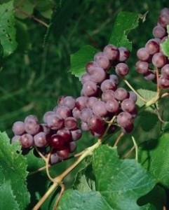catawba-grape
