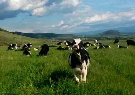 Fonduri Europene Nerambursabile Prin Pndr Modernizarea Unei Ferme De Vaci Stiriagricole Ro