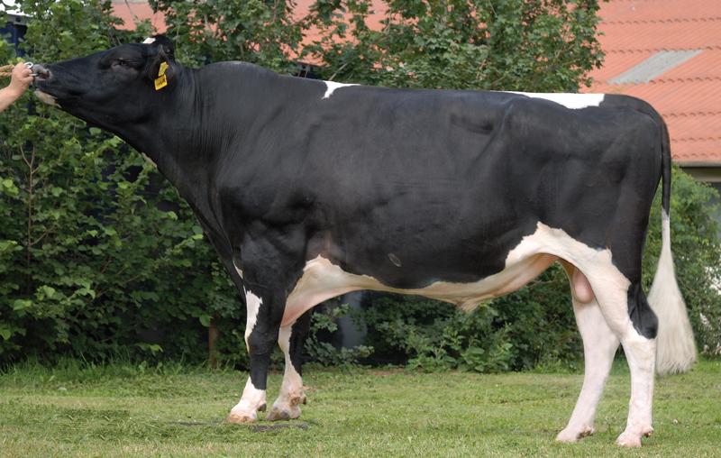 Cum Sa Faci Profit Si Cercetare In Acelasi Timp Statiunea De La Simnic Creste Vaci Din Rasa Holstein Friza Care Dau 50 L De Lapte Pe Zi Stiriagricole Ro